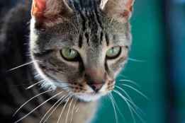 Diputación convoca ayudas para controlar colonia de gatos en pueblos