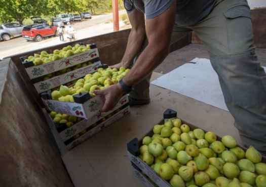 La Junta defiende ante MAPA la posición común de Castilla y León en negociaciones de PAC 