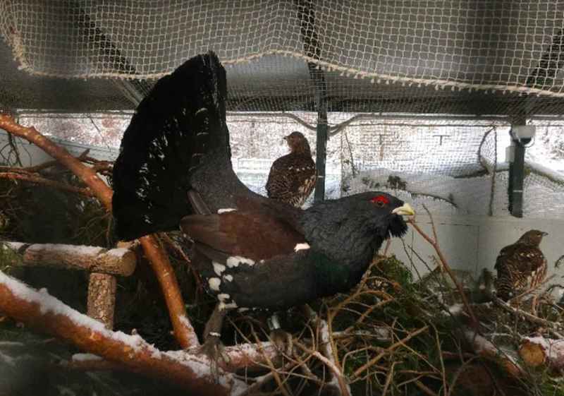 El centro de cría en cautividad del urogallo, referente en investigación 