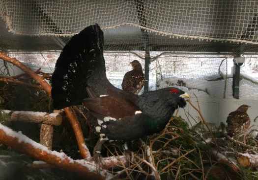 El centro de cría en cautividad del urogallo, referente en investigación 