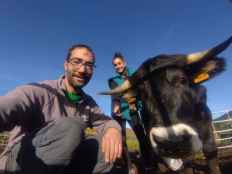 La ternera ecológica del Moncayo, protagonista de jornadas gastronómicas