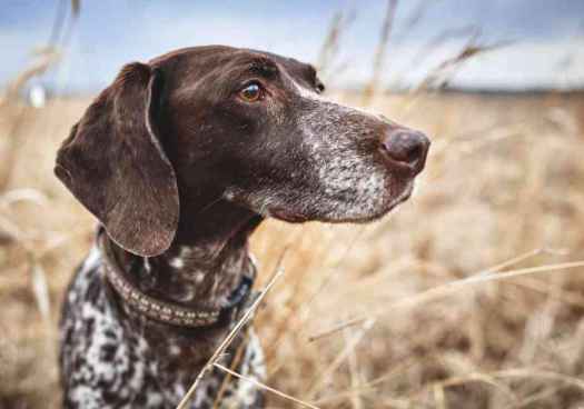 Nuevo seminario de adiestramiento de perros de caza de competición en Castillejo de Robledo