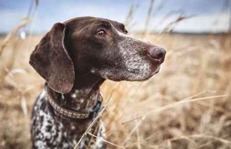 Nuevo seminario de adiestramiento de perros de caza de competición en Castillejo de Robledo