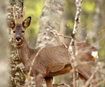 Cesefor mostrará en Venalmazán como digitalización impulsa gestión cinegética