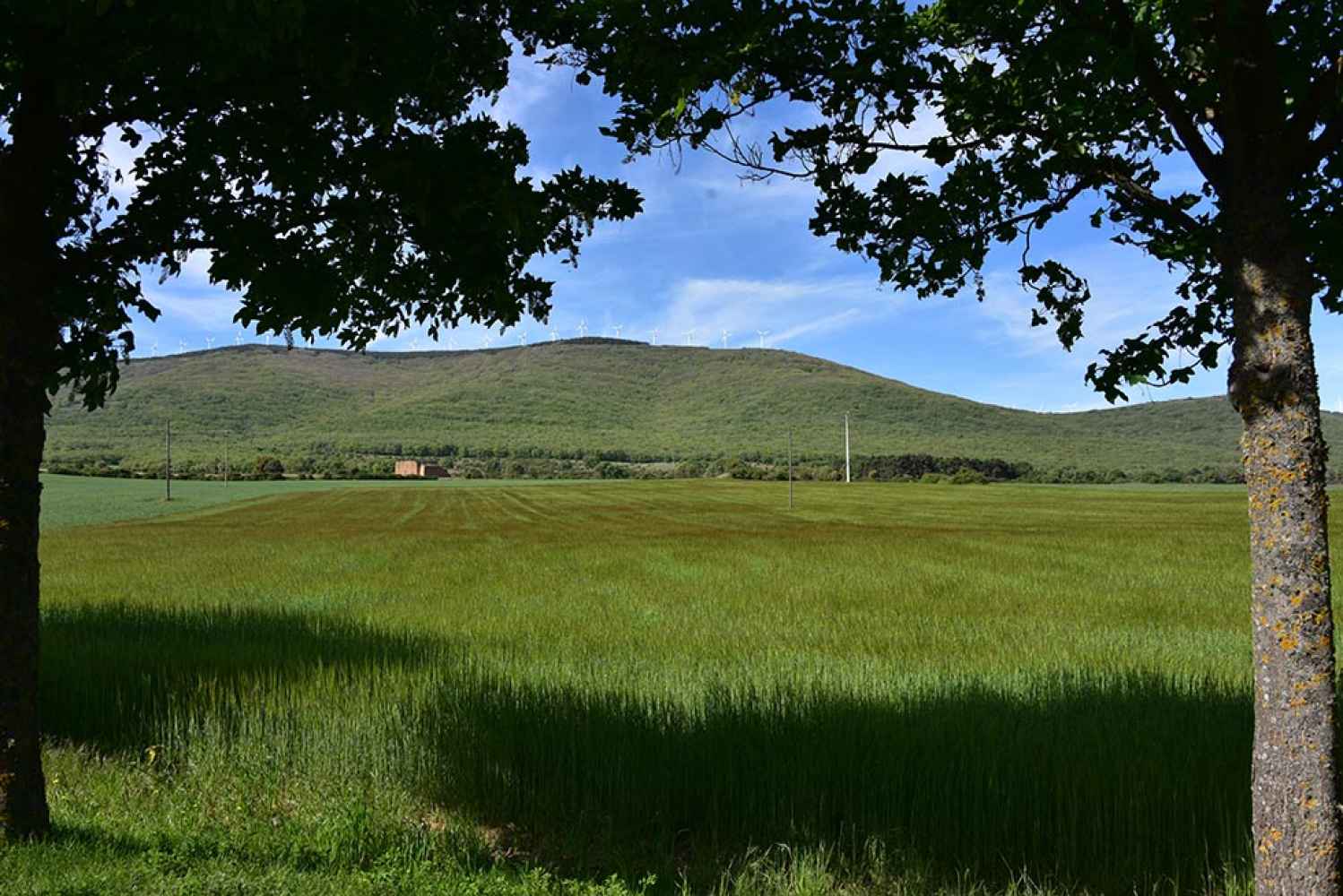 Por el camino verde, en Ólvega, que conduce a ermita de la Virgen de Olmacedo