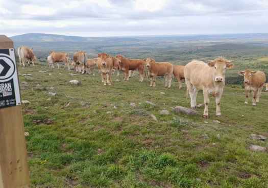 La Mancomunidad de Tierras Altas presentará el 