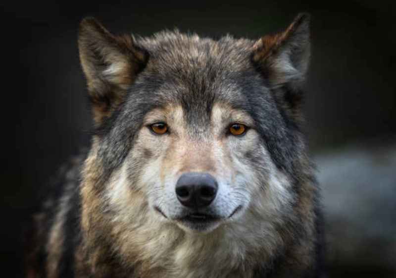 La Junta emprende acciones judiciales contra Gobierno por conservación del lobo