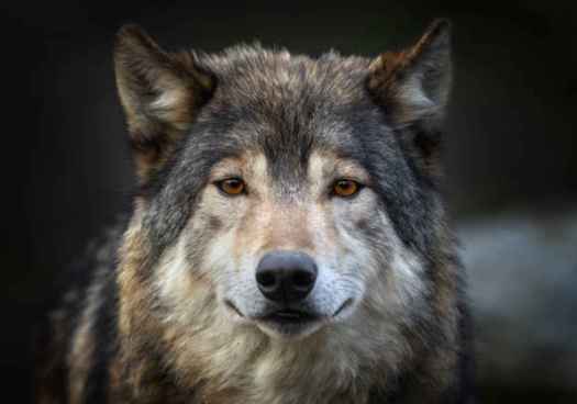 La Junta emprende acciones judiciales contra Gobierno por conservación del lobo