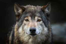 La Junta emprende acciones judiciales contra Gobierno por conservación del lobo