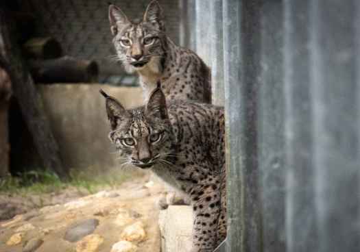 Nacen en Cerrato palentino cinco primeros cachorros de lince ibérico 