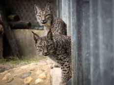 Nacen en Cerrato palentino cinco primeros cachorros de lince ibérico 