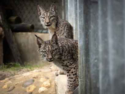 Nacen en Cerrato palentino cinco primeros cachorros de lince ibérico 