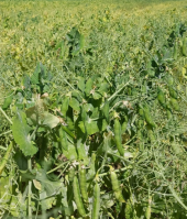 ASAJA detecta problema en método de índices para leguminosas en Soria