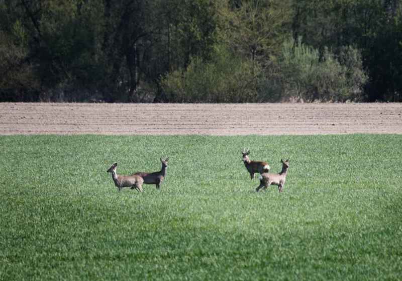 La irrupción de animales silvestres en calzada, principal problema sin solución en carreteras de Soria