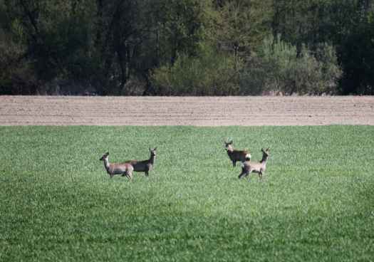 La irrupción de animales silvestres en calzada, principal problema sin solución en carreteras de Soria