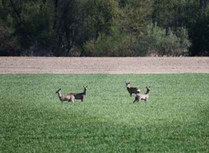 La irrupción de animales silvestres en calzada, principal problema sin solución en carreteras de Soria