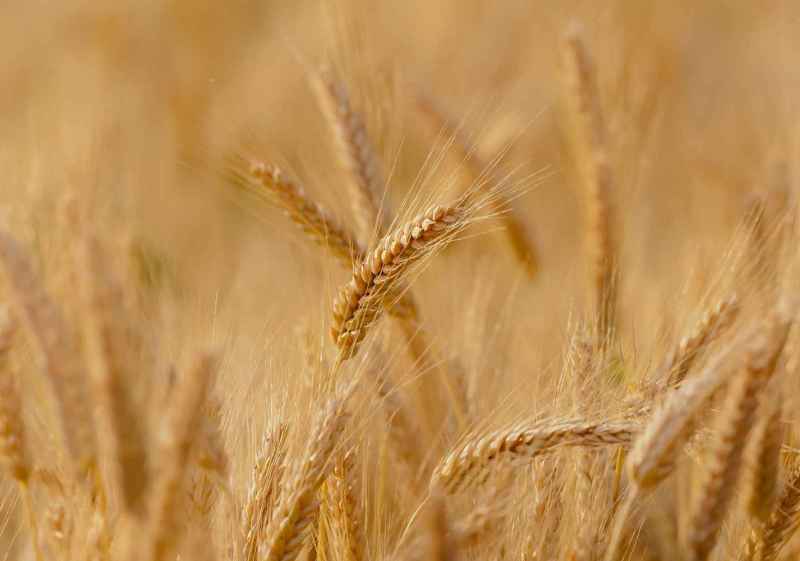 Unión de Uniones anuncia una campaña de cereales de gran incertidumbre 