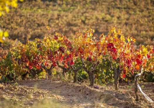Arranca tercera edición del Concurso de Fotografía de la D.O. Ribera del Duero