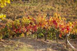 Arranca tercera edición del Concurso de Fotografía de la D.O. Ribera del Duero