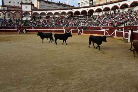 Los novillos deL Viernes de Toros llegan al coso de San Benito, de Soria