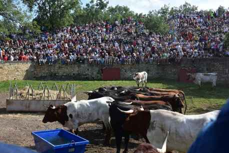 Los novillos del Jueves La Saca llegan a corrales de Cañada Honda, en Valonsadero