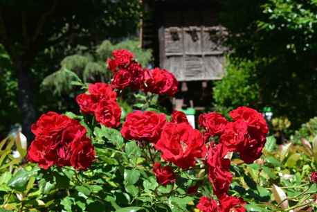 Las rosas ponen el color en la Dehesa de Soria