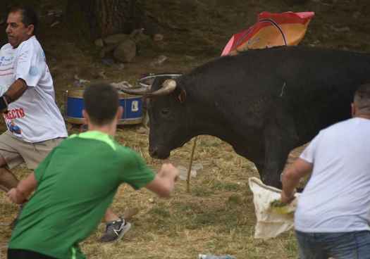 Soria se divierte en la Compra del toro de las fiestas de San Juan