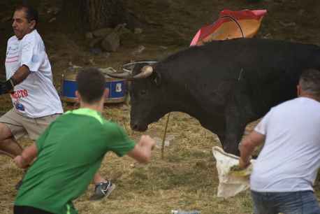 Soria se divierte en la Compra del toro de las fiestas de San Juan