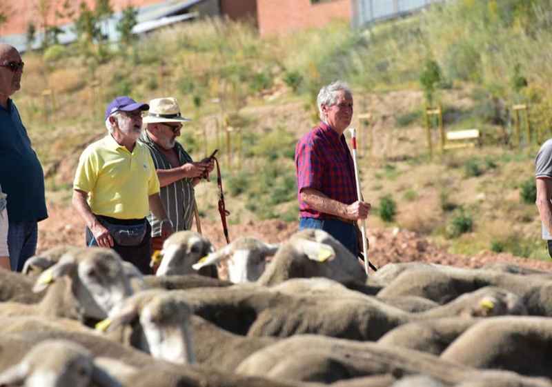 Los últimos trashumantes de Tierras Altas llegan a estación de "El Cañuelo", de Soria