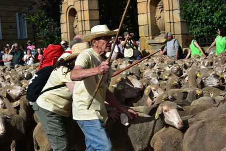 Soria se despide de última trashumancia a Tierras Altas