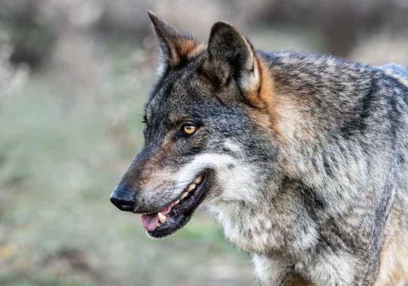 El informe sexenal 2019-2024 confirma favorable estado de conservación del lobo