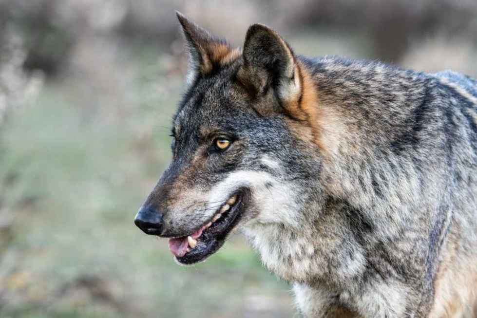 El informe sexenal 2019-2024 confirma favorable estado de conservación ...