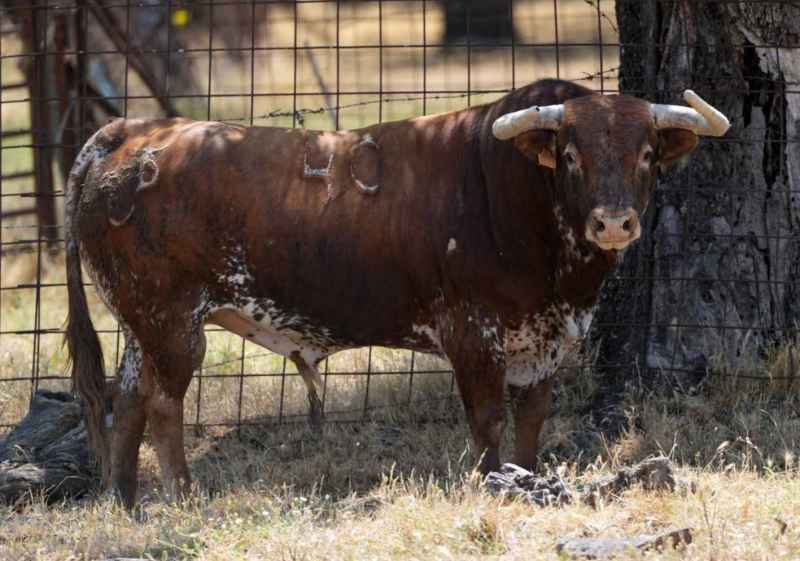 Los toros de Peñajara debutan en la feria de San Juan de Soria 