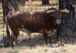 Los toros de Peñajara debutan en la feria de San Juan de Soria 