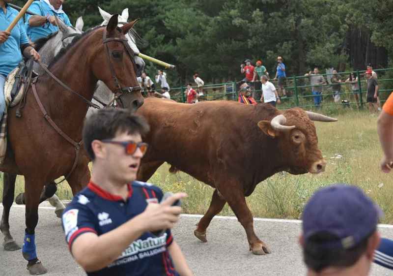 Fiestas de San Juan en Soria: la Saca, desde Valonsadero a Soria