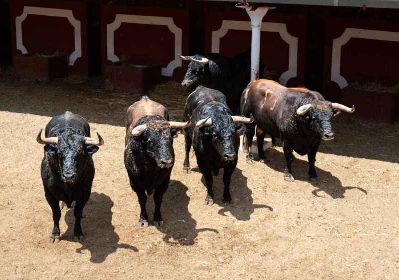 Sorteo y orden de lidia de toros de Bañuelos para cerrar feria de San Juan