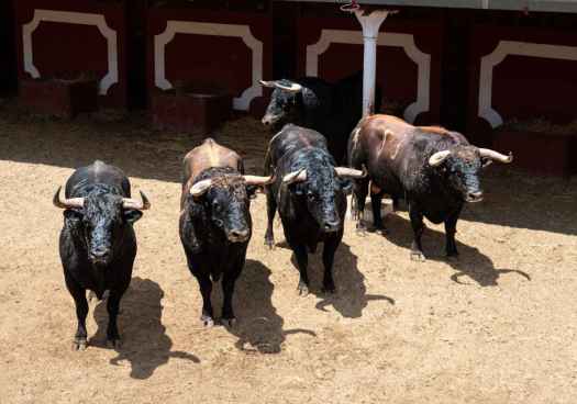 La tormenta obliga a suspender corrida de toros del Domingo de Calderas