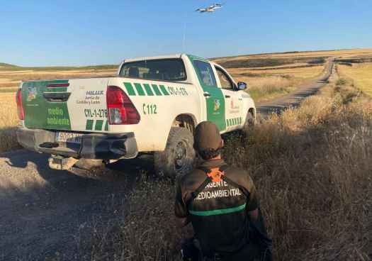 Agentes medioambientales velan por conservación del aguilucho cenizo en Soria