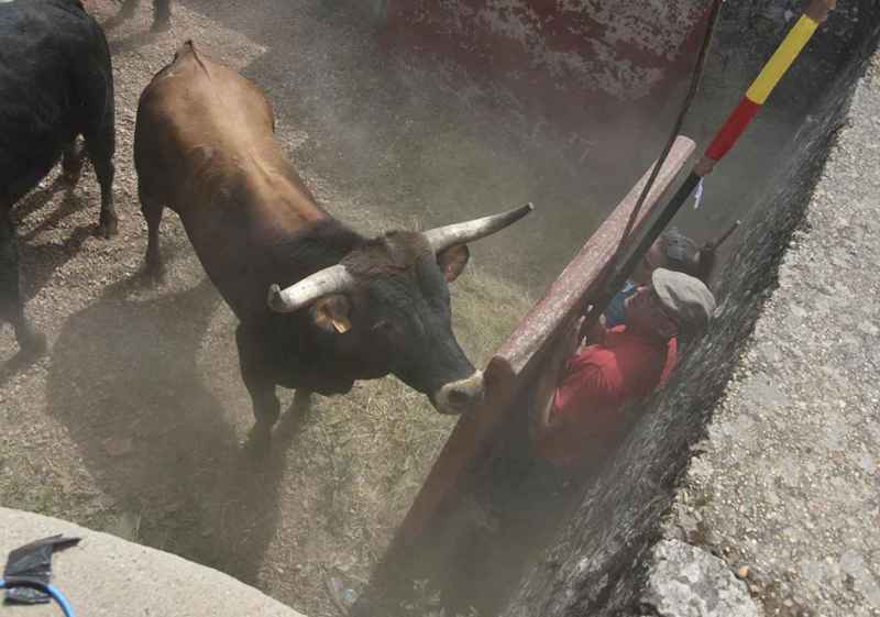 Sol, vino y toros: cinco días de las fiestas de San Juan 2026, en Soria