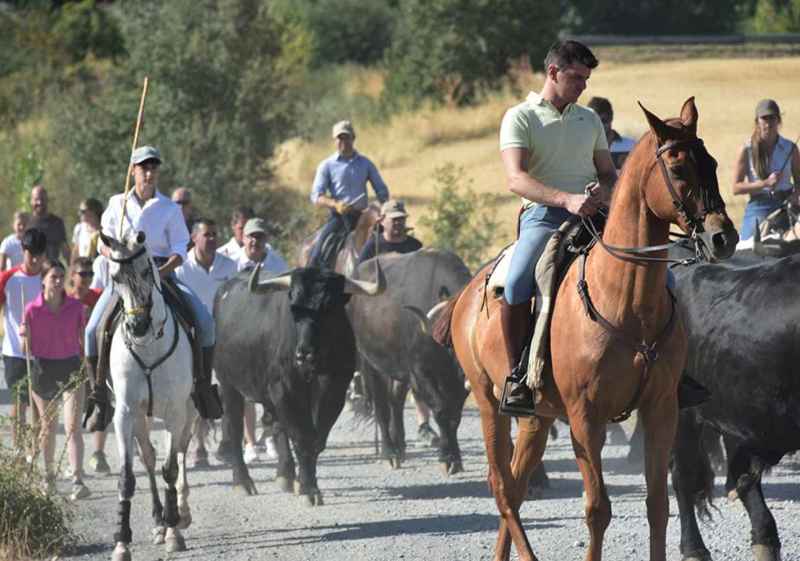Gallinero celebra quinta edición de su jornada dedicada a la trashumancia