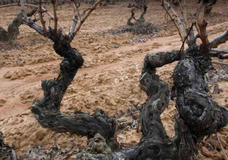 La D.O. Ribera del Duero reivindica 