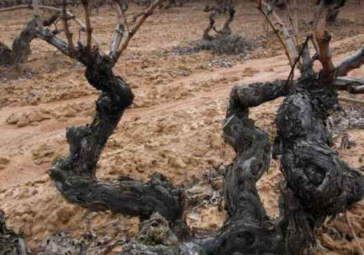 La D.O. Ribera del Duero reivindica 