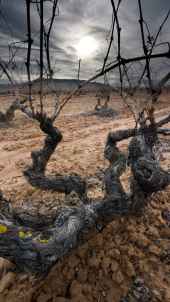 La D.O. Ribera del Duero reivindica 