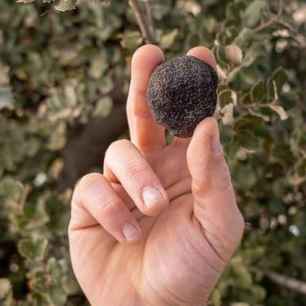 Investigación pionera para combatir plagas de escarabajos en los cultivos de trufa negra
