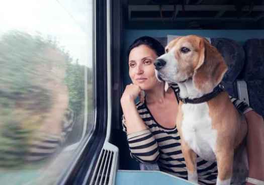 Renfe permitirá viajar con perros de hasta 40 kilos en todos sus trenes