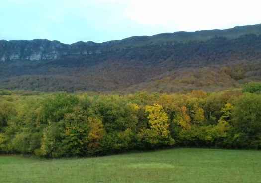 La Junta convoca ayudas para fomento de plantaciones de especies forestales de alto valor 