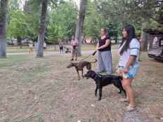 Hoteles de insectos y habilidades caninas, dos actividades ambientales en Almazán