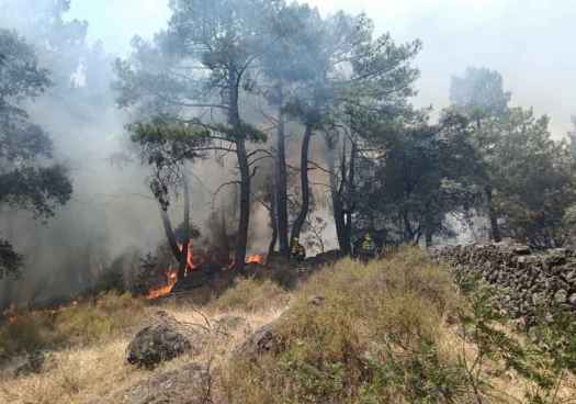 Reclaman un pacto de Estado para proteger los bosques con seis compromisos