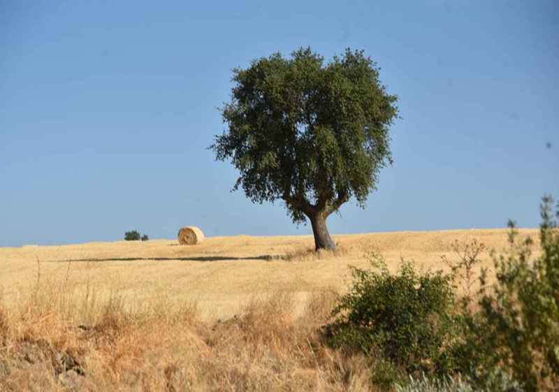 La Junta destina 48,1 millones a la incorporación de 598 jóvenes al sector primario