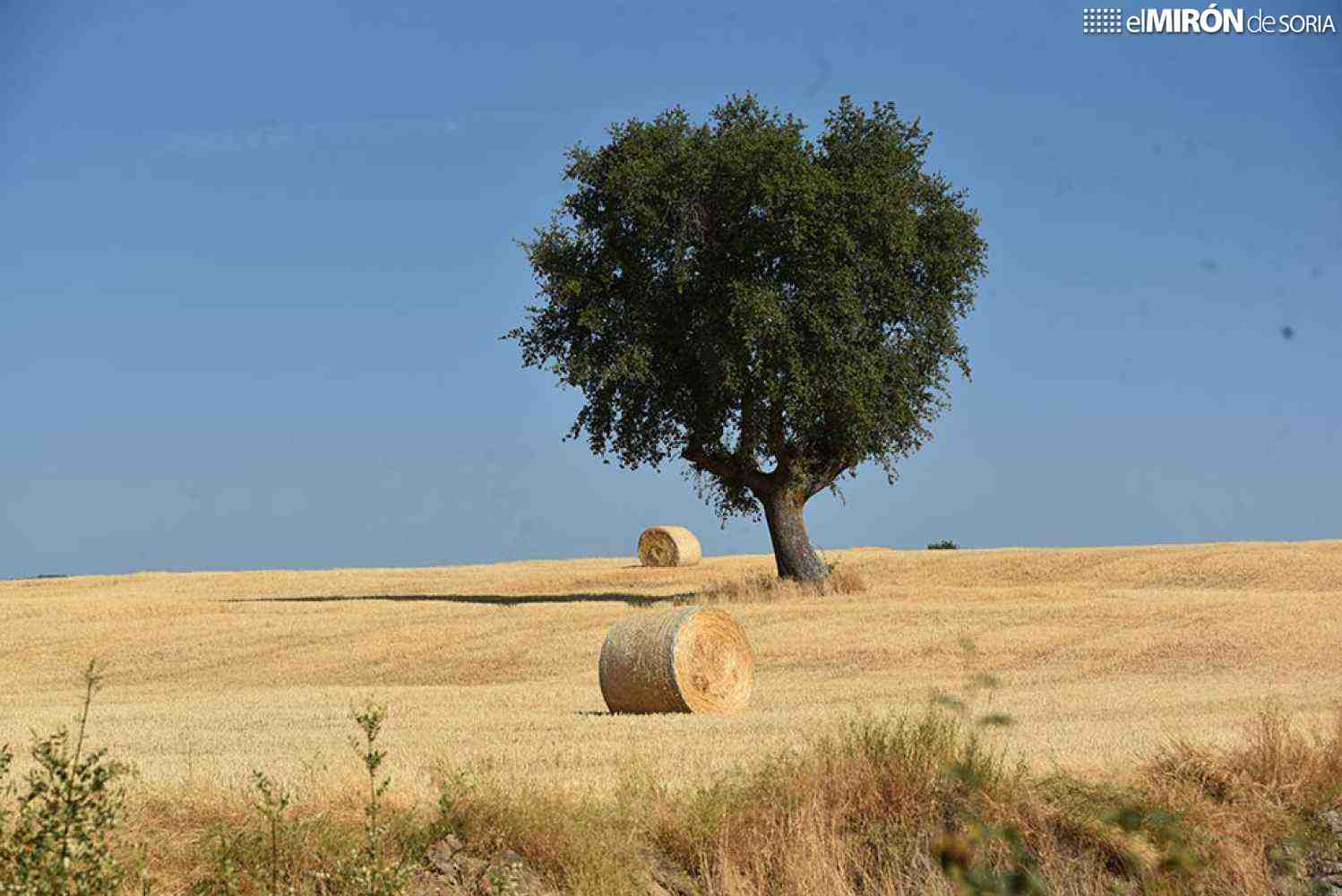 Agroseguro abre plazo para seguros de cultivos herbáceos extensivos
